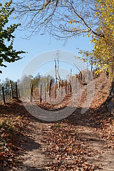 Winding forest path with mountain view in fall