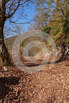 Winding forest path with mountain view in fall