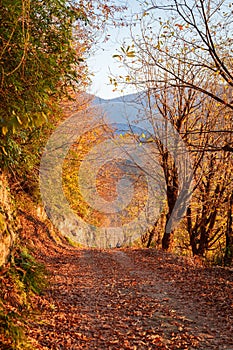Winding forest path with mountain view in fall