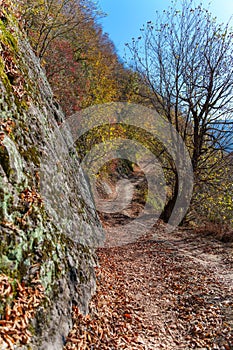 Winding forest path with mountain view in fall