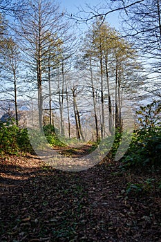 Winding forest path with mountain view in fall