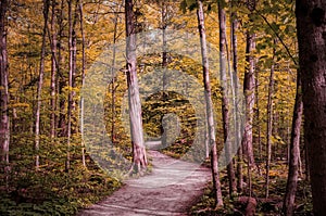 Winding forest path walkway ontario, canada, crawford lake, autumn fall