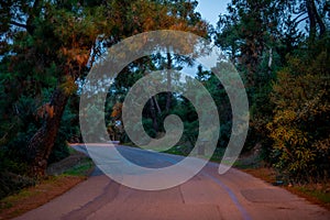 Winding Forest Road at Blue Hour