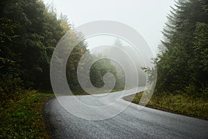 Winding forest road in fog