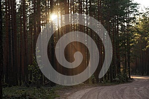 A winding forest road, illuminated by the rays of the setting sun