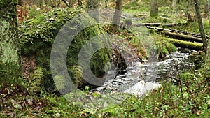 Winding forest stream wildlife