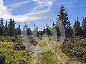 Winding forest track road in Brdy mountain hills with green spruce trees forest and blue sky, Czech Republic