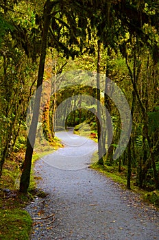 Winding Forest Walk, Lake Matheson, New Zealand