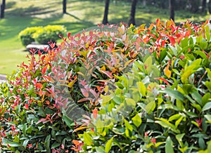 Winding Grass Pathway in Garden