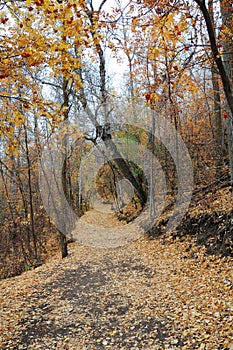 Winding hiking trail in autumn