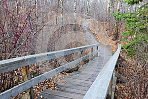 Winding hiking trail in forest