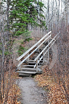 Winding hiking trail in forest