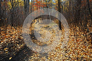 Winding hiking trail in late autumn forest photo