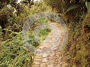 Winding Inca trail