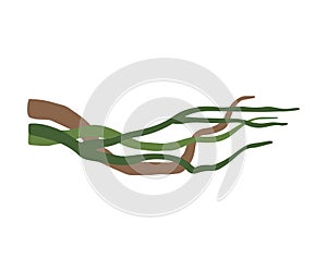 Winding Liana Branches, Tropical Vines, Jungle Plant Decorative Element, Rainforest Flora Vector Illustration