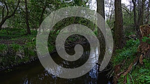 Little stream in the deep forest in the spring