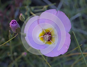 Winding Mariposa Lily