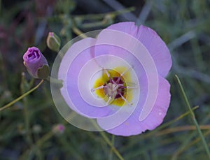 Winding Mariposa Lily photo
