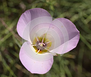 Winding Mariposa Lily photo