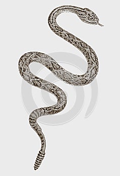 Winding mojave rattlesnake crotalus scutulatus in top view