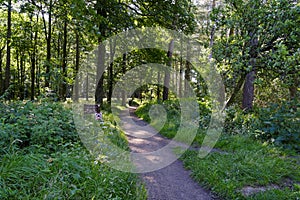 Winding nature trail through Derbyshire woodland in the summer sun