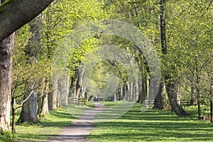 Winding path through Bluebell Wood in Spring