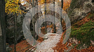 Winding path through deciduous autumn forest, covered fallen leaves