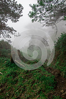 Winding path through the forest full of vegetation and oaks on a foggy day. Landscape of A CoruÃ±a, Galicia, Spain