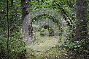 Winding Path Through Forest in Wisconsin