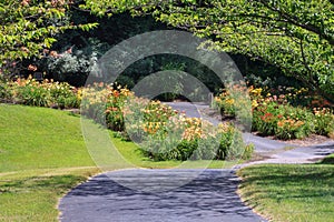 Winding Path Through Garden of Daylilies at Regional Fairfax County Park Virginia