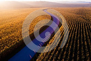 Winding path through golden cornfield at sunset
