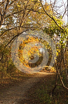 Winding path through late autumn woods at golden hour with shadows and sun shinning through leaves