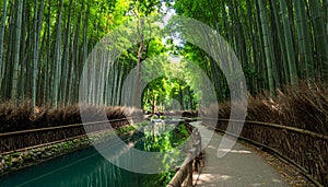 Winding Path Through a Lush Bamboo Forest with a Reflecting Stream walkway