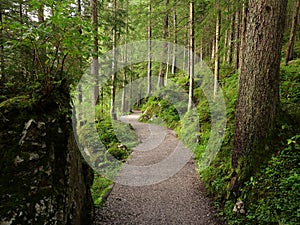 Winding path in lush green forest summer season landscape