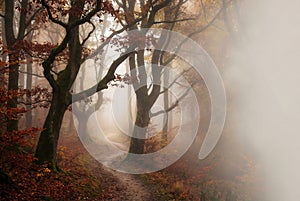Winding path in a misty autumn forest