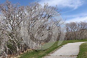 A winding path next to a forest of leafless gnarly trees