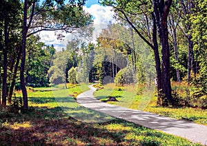 The winding path in the Park in summer