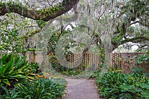 Winding Path Through Tropical Winter Garden