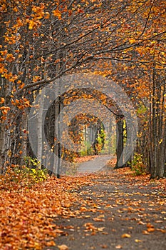 Winding Pathway Through Autumn Woods