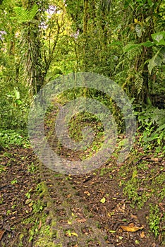 Winding a pathway in the cloud forest