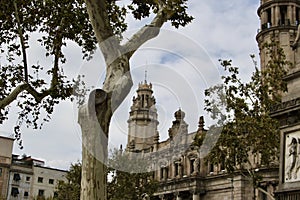 Winding plane trees on the photo of historic buildings in Barcelona. photo