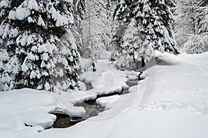 Winding river through deep snow, under white fir trees, in a frozen, cold, Winter day in a mountain forest