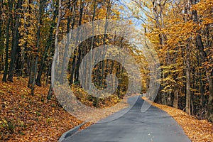 The winding road in the autumn park with the roadsides strewed with fallen yellow leaves photo