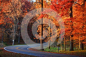 Winding road in autumn trees