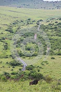 Winding road in the bush