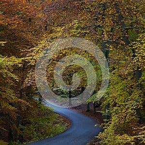 Winding road in beech forest in autumn