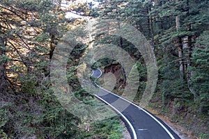 Winding road crossing fir forest. Aerial drone view, top down. Greece