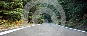 Winding road crossing fir forest. Greece, Arcadia countryside