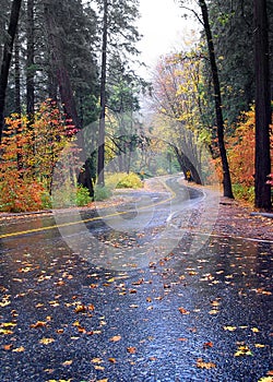 Winding Road and Fall Color