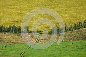 A winding road through fields and ravines leading to a bright yellow field of flowering sunflowers framed by trees.